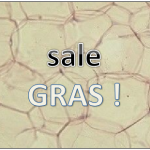 cellules graisseuses