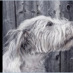 good calories bad calories gary taubes livre